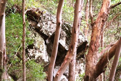 Low angle view of trees in forest