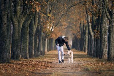 Man with dog during autumn day. pet owner walking with labrador retriever through chestnut alley.