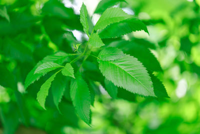 Close-up of fresh green leaves