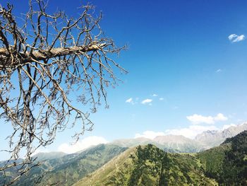 Low angle view of tree against sky