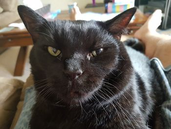 Close-up portrait of cat at home
