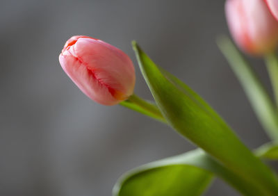 Pink tulip