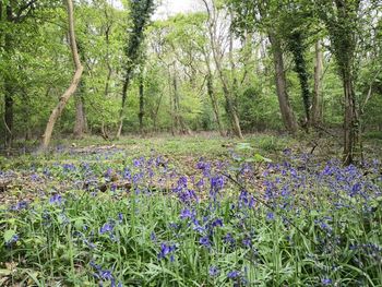 Purple flowering plants on land in forest