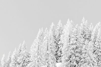 Snow covered pine trees in forest against sky