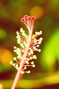 Close-up of red flower