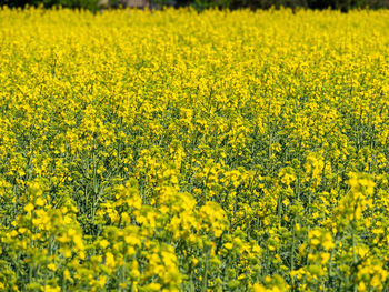 Scenic view of oilseed rape field