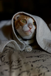 Close-up portrait of a cat