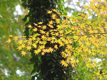 Low angle view of yellow flowering tree against sky