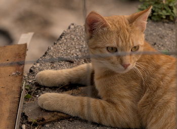 Close-up of cat