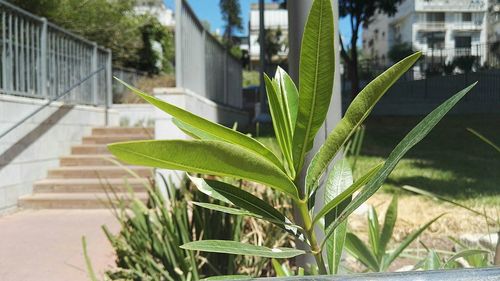 Plants growing in backyard