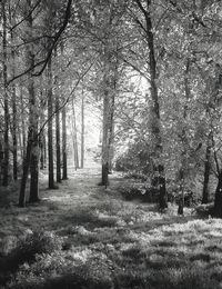 Trees on field in forest