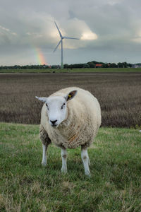 Sheep on a dam on a field in front of a wind turbine against sky with rainbow 