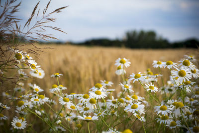 Flowers growing in field