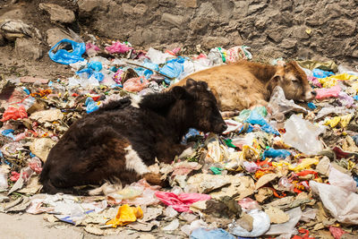 High angle view of calves dog sitting on garbage