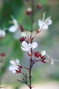 Close-up of white flowering plant