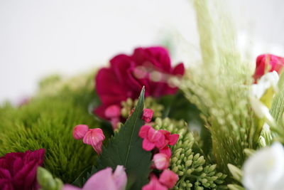 Close-up of pink flowering plants