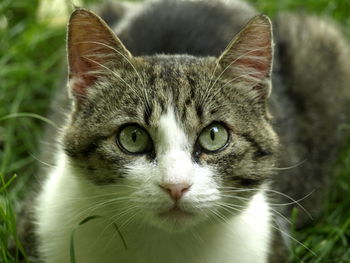 Close-up portrait of cat