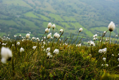 White flowering plants on field