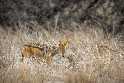 Jackals on land