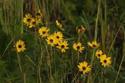 Close-up of yellow flowering plants on field