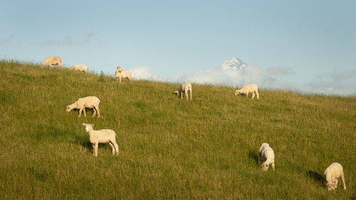 Sheep grazing in a field