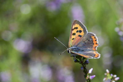 Close-up of butterfly pollinating flower