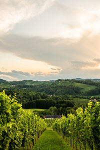 Scenic view of vineyard against sky