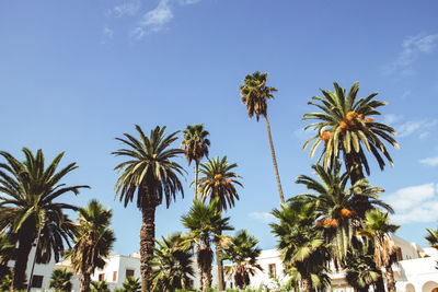 Low angle view of palm trees against sky