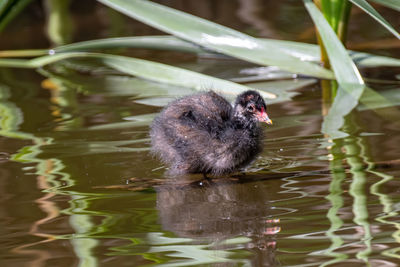 Duck swimming in lake