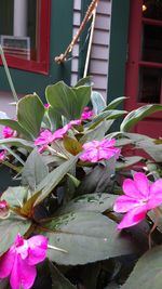 Close-up of pink flowering plant