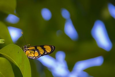 Close-up of butterfly on flower