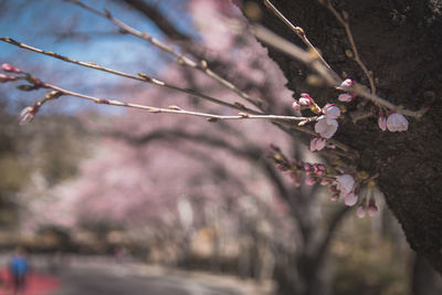 Close-up of pink cherry blossoms in spring