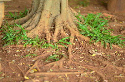 Close-up of plant