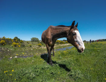 Horse grazing on field against clear blue sky
