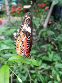 Close-up of butterfly on leaf