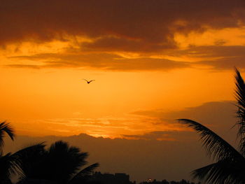 Low angle view of silhouette bird flying against sky during sunset