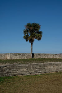 Palm tree against clear sky