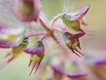 Close-up of wilted flower