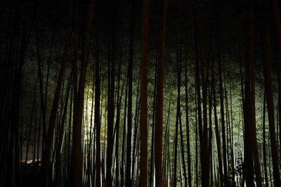 Low angle view of bamboo trees in forest