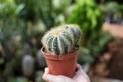 Close-up of hand holding cactus