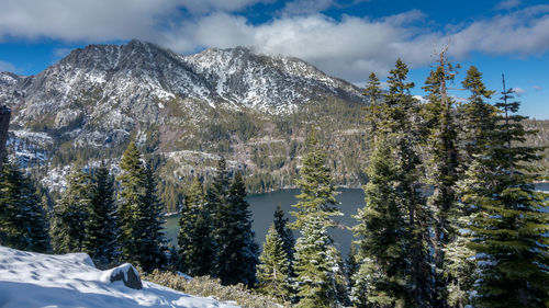 Pine trees on snowcapped mountains against sky