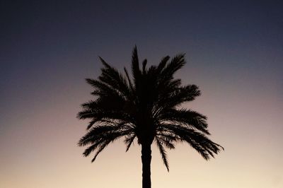 Low angle view of silhouette palm tree against clear sky