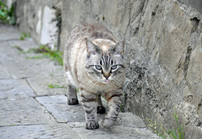 Portrait of cat