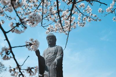 Low angle view of sakura blossoms against sky