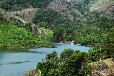 Scenic view of river amidst trees in forest