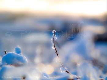 Close-up of frozen water