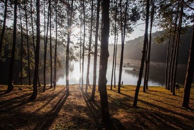 Trees in forest during foggy weather