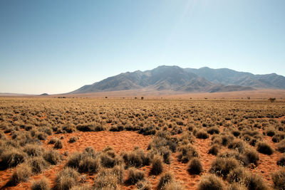 Scenic view of landscape against clear sky