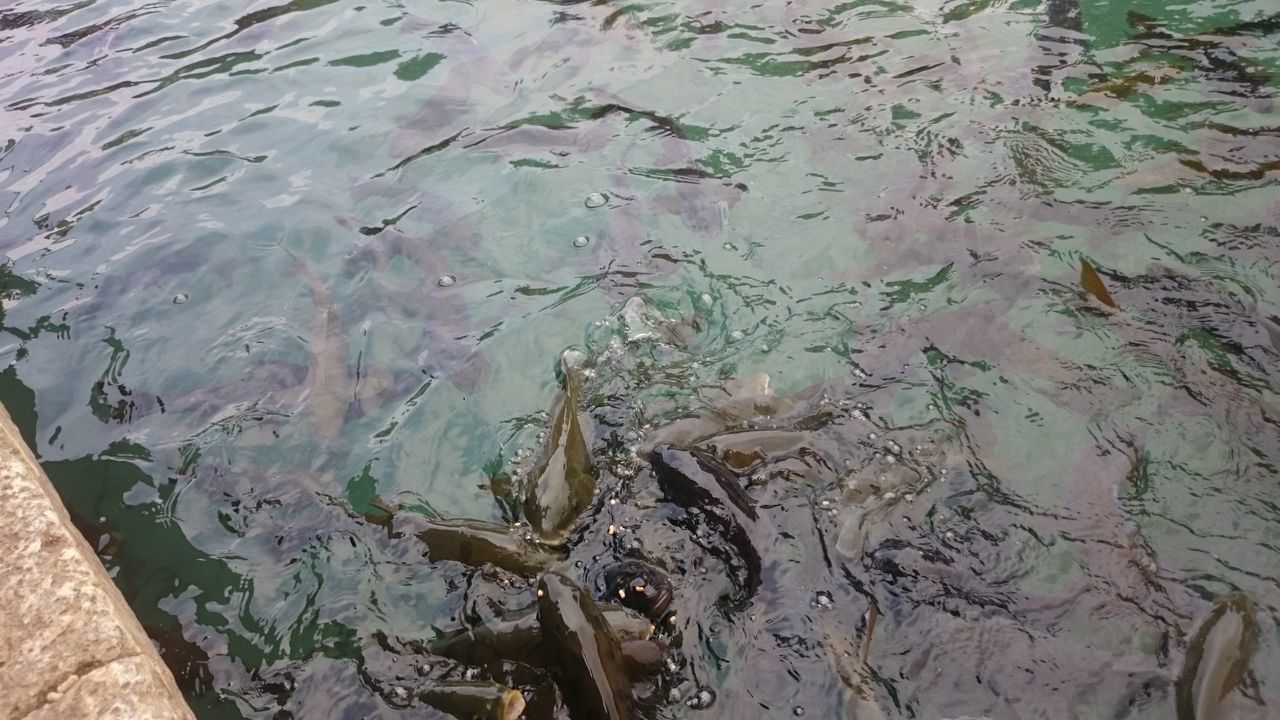 HIGH ANGLE VIEW OF TURTLE IN WATER AT SHORE