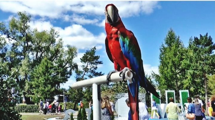 bird macaw Bird Macaw Beatiful Nature